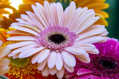 Güzel Gerbera çiçeği. Yaklaş. 