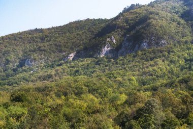 Ormanda yeşil ağaçlar