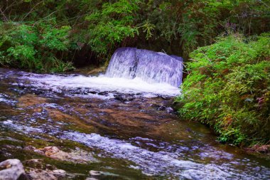 Ormanda güzel bir şelale