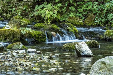 Ormanda güzel bir şelale