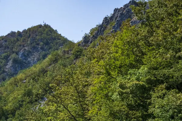 Ormanda yeşil ağaçlar