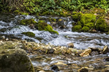 Ormanda güzel bir şelale