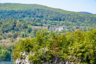 Yaz dağlarındaki yeşil ağaçların ve bitkilerin gündüz manzarası 