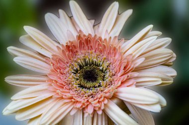 Güzel Gerbera çiçeği. Yaklaş. 