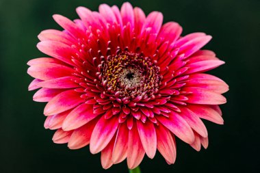 Güzel pembe Gerbera çiçeği. Yakın görüş, siyah arkaplan.