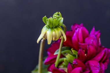 Bahçedeki pembe çiçekleri kapat.