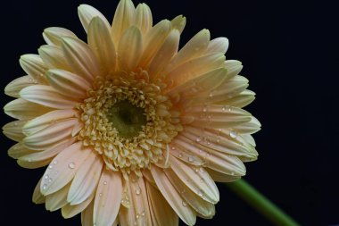 Koyu arkaplanda güzel Gerbera çiçeği