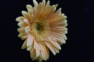 beautiful gerbera flower on dark background