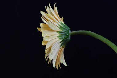 Koyu arkaplanda güzel Gerbera çiçeği