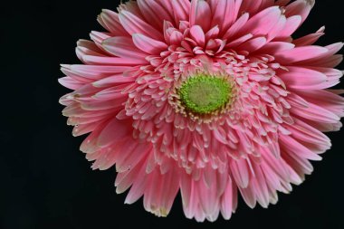 Güzel pembe Gerbera çiçeği. Yakın görüş, siyah arkaplan.