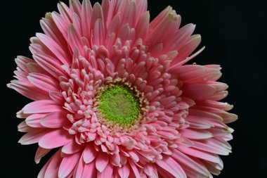 Güzel pembe Gerbera çiçeği. Yakın görüş, siyah arkaplan.