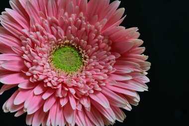 Güzel pembe Gerbera çiçeği. Yakın görüş, siyah arkaplan.