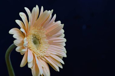 beautiful gerbera flower on dark background