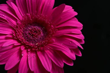 Güzel pembe Gerbera çiçeği. Yakın görüş, siyah arkaplan.