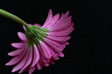 Güzel pembe Gerbera çiçeği. Yakın görüş, siyah arkaplan.