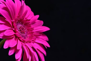 Güzel pembe Gerbera çiçeği. Yakın görüş, siyah arkaplan.