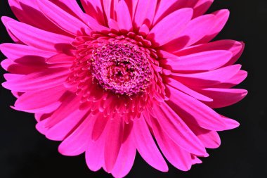 Güzel pembe Gerbera çiçeği. Yakın görüş, siyah arkaplan.
