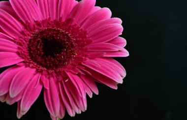 Güzel pembe Gerbera çiçeği. Yakın görüş, siyah arkaplan.