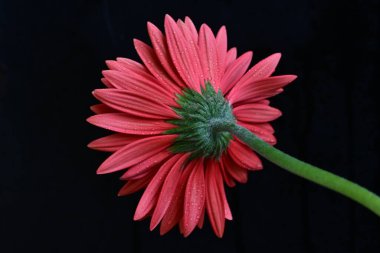 Güzel pembe Gerbera çiçeği. Yakın görüş, siyah arkaplan.