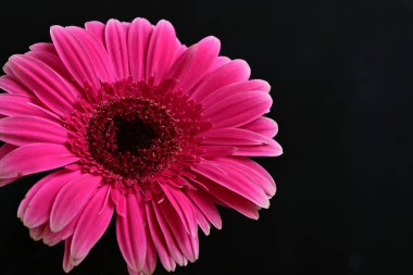 Güzel pembe Gerbera çiçeği. Yakın görüş, siyah arkaplan.