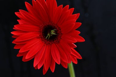 Koyu arka planda güzel kırmızı gerbera çiçeği, yaz konsepti