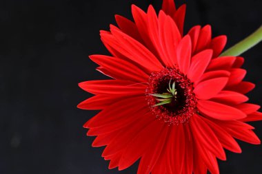 Koyu arka planda güzel kırmızı gerbera çiçeği, yaz konsepti