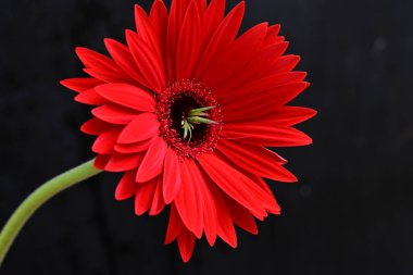 Koyu arka planda güzel kırmızı gerbera çiçeği, yaz konsepti