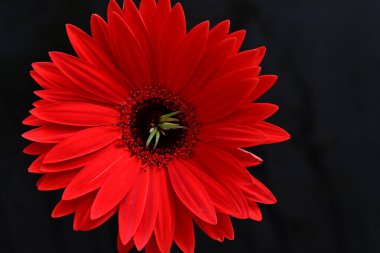 Koyu arka planda güzel kırmızı gerbera çiçeği, yaz konsepti