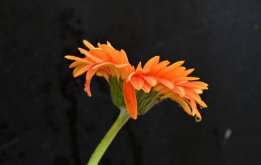 Koyu arkaplanda güzel Gerbera çiçeği