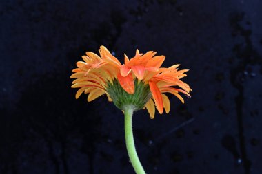 Koyu arkaplanda güzel Gerbera çiçeği