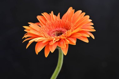Koyu arkaplanda güzel Gerbera çiçeği