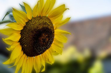 Tarlada açan güzel sarı ayçiçeğinin yakın çekimi   