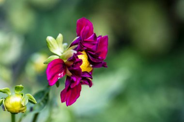 Bahçedeki pembe çiçekleri kapat.