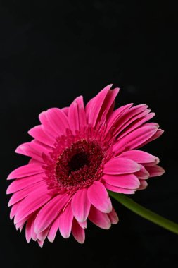 Güzel pembe Gerbera çiçeği. Yakın görüş, siyah arkaplan.