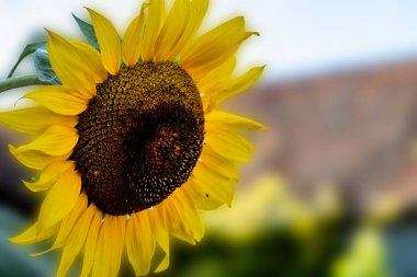 Tarlada açan güzel sarı ayçiçeğinin yakın çekimi   