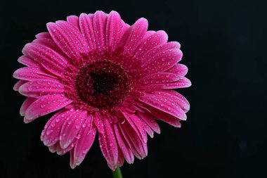 Güzel pembe Gerbera çiçeği. Yakın görüş, siyah arkaplan.