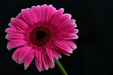 Güzel pembe Gerbera çiçeği. Yakın görüş, siyah arkaplan.