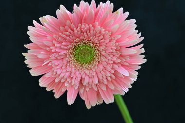güzel gerbera çiçek üzerinde beyaz izole