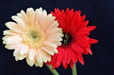 Koyu arkaplanda güzel Gerbera çiçekleri