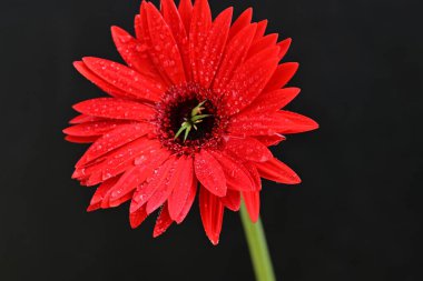 Koyu arkaplanda güzel Gerbera çiçeği
