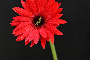 Koyu arkaplanda güzel Gerbera çiçeği