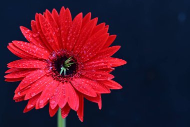 Koyu arkaplanda güzel Gerbera çiçeği