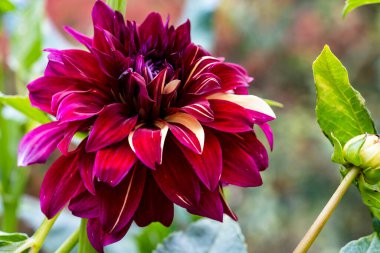 Bahçedeki güzel Gerbera çiçeğinin yakın görüntüsü 