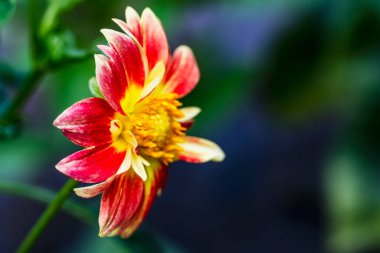 Bahçedeki güzel Gerbera çiçeğinin yakın görüntüsü 