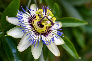 Bahçedeki güzel mor çiçekler