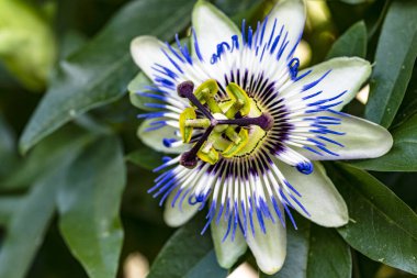 Bahçedeki güzel mor çiçekler