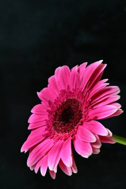 Koyu arkaplanda güzel Gerbera çiçeği