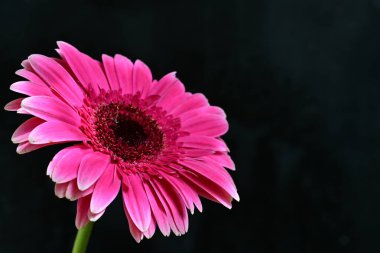 beautiful gerbera flower on dark background