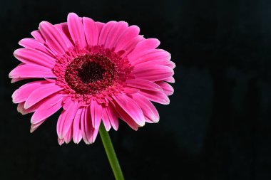 beautiful gerbera flower on dark background