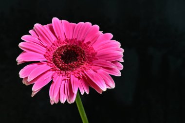 Koyu arkaplanda güzel Gerbera çiçeği